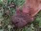 Pikkelyes pöfeteg (Lycoperdon utriforme), Budai-hegység. Gombaszagellenőr vizslaorr és előző évi termőtest